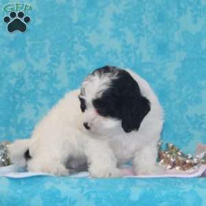 Krissy, Shih-Poo Puppy